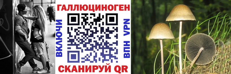Псилоцибиновые грибы Psilocybine cubensis как найти закладки Гвардейск